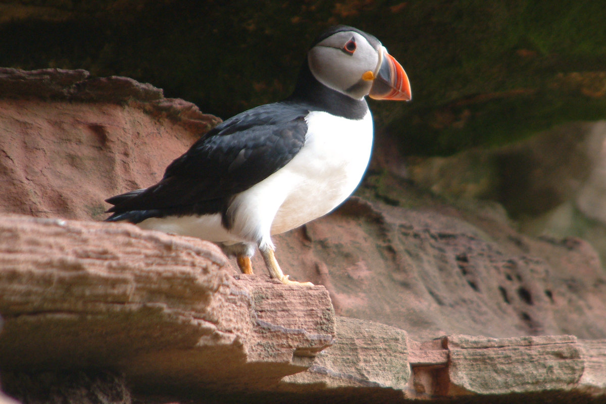 Puffin on Hoy